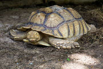 Close up head the big Sulcata tortoise in the garden