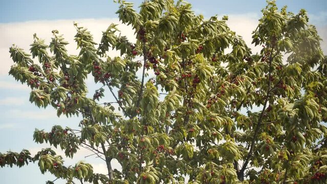 Cherry tree in wind with fruits ready to be picked, close-up on cherries on tree branches, 4K 