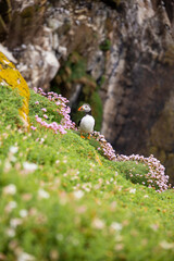 Puffin resting on a green grass, surrounded with pink flowers. Puffin on Saltee Island cliff in Ireland. Breeding sea birds. 
