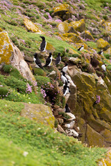 Razorbills and Puffins resting on a grassy cliff, surrounded with pink flowers. Puffin ans Razorbills on Saltee Island cliff in Ireland. Breeding sea birds. 