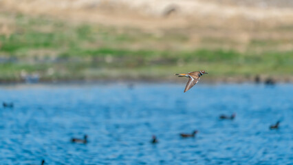 High speed flying killdeer