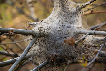 cocoon with larvae between the branches of the bush