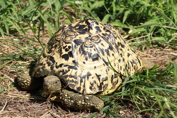 草むらの間にいるヒョウモンリクガメ