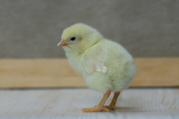 生後2日目のヒヨコ左向き