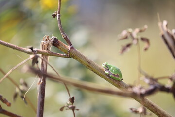 枝にとまっているアマガエル
