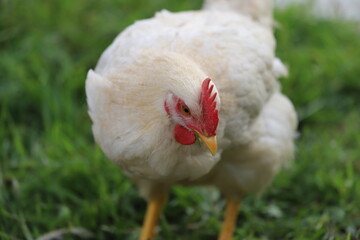 草むらにいる鶏の中雛　生後2か月