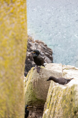European Shag. Nesting sea birds. Saltee Islands, Ireland.