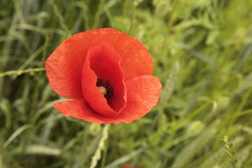 Fototapeta premium Klatschmohnfeld