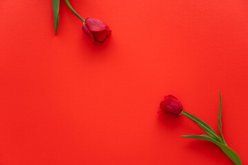 top view of fresh natural tulips on red background with copy space. - obrazy, fototapety, plakaty