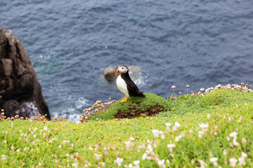 Puffin on Saltee Island cliff in Ireland. Breeding sea birds. 