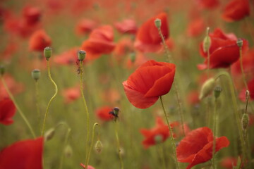 Obraz premium Klatschmohnfeld
