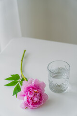 glass with water and pink peony with green leaves on white tabletop and grey background.