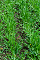 Young wheat seedlings growing in a soil. Agriculture and agronomy theme. Organic food produce on field. Natural background