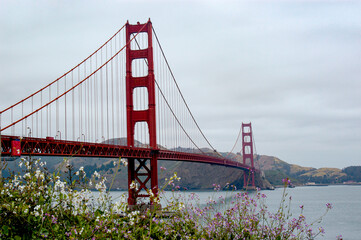 Flowers blooming in the foreground of this shot of the San Francisco Golden Gate Bridge.    