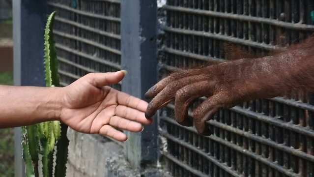 close up of human and ape hands as a greeting in the zoo area. video concept separated by iron bars. monkey in a captivity cage.