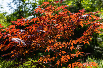 Japanese maple Acer palmatum Atropurpureum on bank of garden pond. Blurred background. Young red leaves glow in spring morning sun. Spring landscape. Nature concept for design. Selective focus.