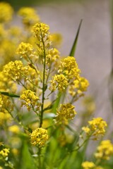 Lecznicza roślina gorczycznik pospolity (Barbarea vulgaris)