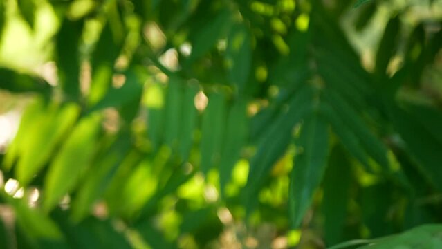 Detail shot of sumac leaves in summer with rich green color.