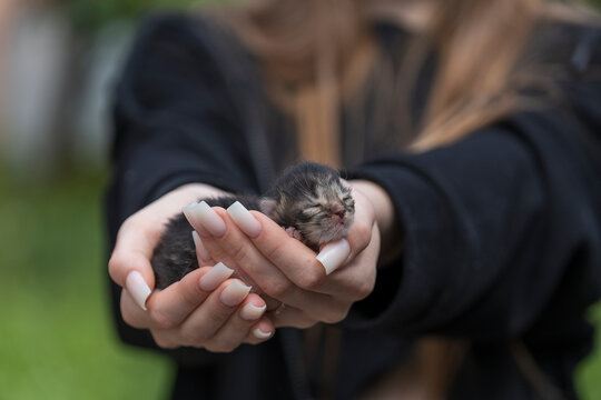 Adorable little newborn kitten sleeping in girl hands, close up. Very small cute one day old gray kitten in female hands