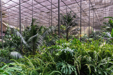 Greenhouse with tropical plants inside view