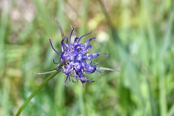 Zerwa kulista (Phyteuma orbiculare), niebieski kwiat na alpejskiej łące