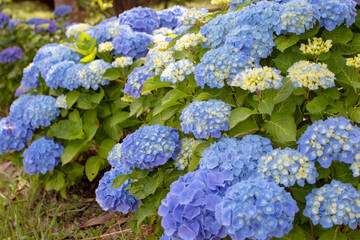 Blue hydrangea macrophylla or hortensia flowers and yellow buds