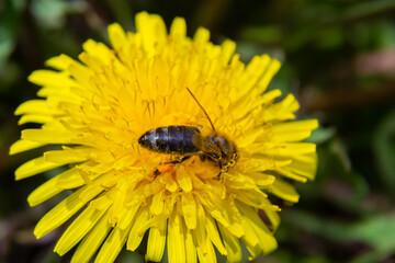 Close up of little caucasian fluffy wild bee in yellow dandelion flower on meadow