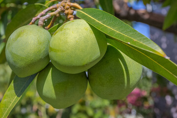 Mangues vertes sur manguier 