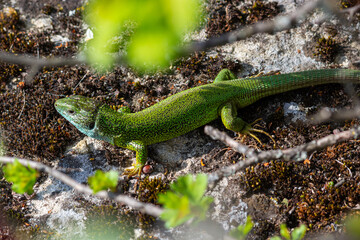 Green lizard, Lacerta viridis, is a species of lizard of the genus Green lizards. Lizard on the...