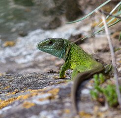 Lacerta viridis, Green and blue lizard with ticks, macro photo of a lizard, European green lizard