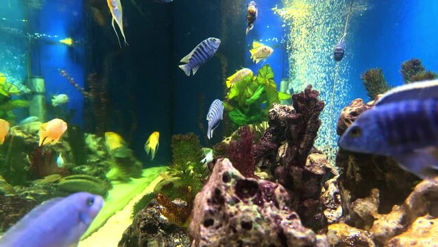 Colourful aquarium with multi coloured fresh water tropical fish with air bubbles and lovely green plants 