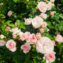 Beautiful pink roses in summer in the garden, selective focus