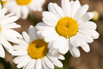 Chamomile or daisy flower on the green natural background, close up and macro image