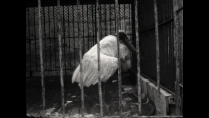 Caged Bird Stretches Wings 1933 - A caged large bird stretches its wings in 1933.