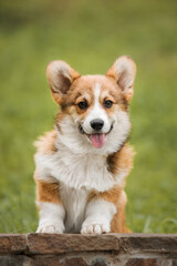 Happy and active purebred Welsh Corgi puppy dog outdoor in the grass