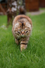 Naklejka na ściany i meble Cat playing in the grass. Cat outdoor. Domestic animal
