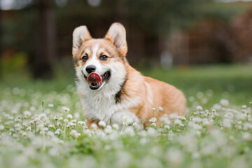Naklejka na ściany i meble Happy and active purebred Welsh Corgi puppy dog outdoor in the grass