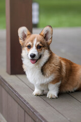 Happy and active purebred Welsh Corgi puppy dog outdoor in the grass