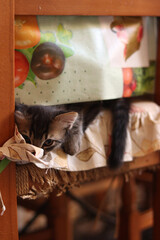 Small baby gray cat lying on a wicker and wood chair looking menacingly at the camera with an old fruit tablecloth covering part of it as if it were hiding. - obrazy, fototapety, plakaty