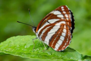 Fototapeta na wymiar Pallas sailer or common glider butterfly, Neptis sappho, guarding its territory
