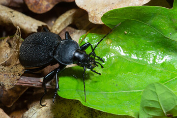 Carabus coriaceus is a species of beetle widespread in Europe, where it is primarily found in deciduous forests and mixed forests.