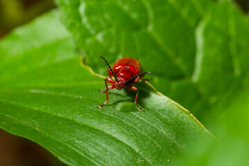 The scarlet lily beetle, red lily beetle or lily leaf beetle, Lilioceris merdigera, close up, macro photography