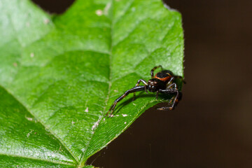 Macro photo of a crab spider hanging onto a plant, Xysticus Croceus