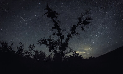 Fototapeta na wymiar Fairytale tree against the background of a beautiful starry sky, Ukraine