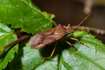 Squash bug Coreus marginatus. Dock bug Coreus marginatus on a green leaf of grass