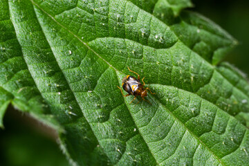 A macro shot of a plant bug, Deraeocoris ruber, seen in June