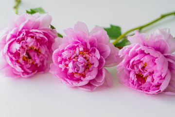 close up view of fresh peonies with pink petals on white background.