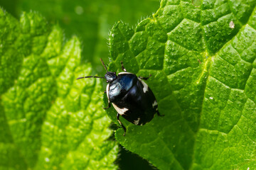 Closeup on a black Ramburs Pied Shieldbug, Tritomegas sexmaculatus