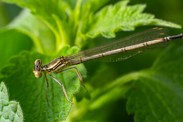 White legged damselfly or blue featherleg female,sitting on a thistle flower at sunset, closeup. Waiting for prey. Genus species Platycnemis pennipes