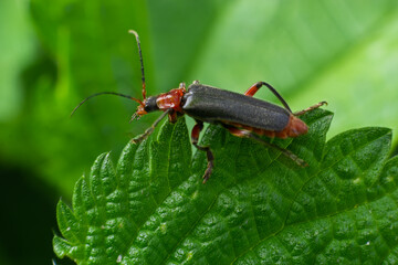 Beetle cantharis fusca sits on a leaf of grass in early summer